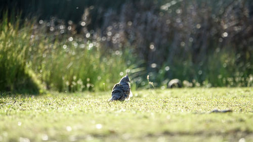 Bird on field