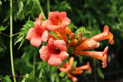 Close-up of orange day lily