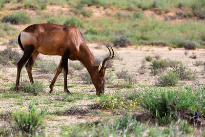 Side view of horse on land