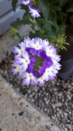 Close-up of purple flowers