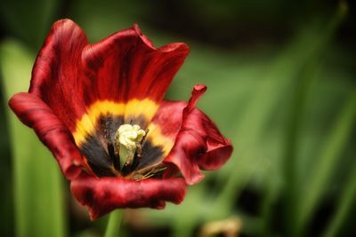 Close-up of red flower