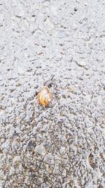 High angle view of shell on sand