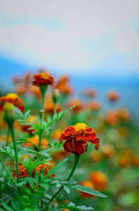 Close-up of orange flowering plant