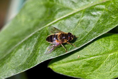 Close-up of insect on leaf
