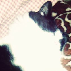 animal themes