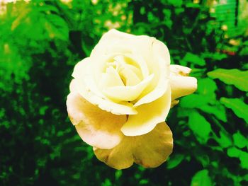 Close-up of yellow rose flower