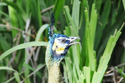 Close-up of peacock