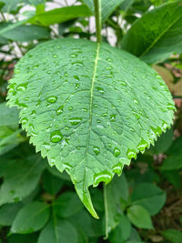 Close-up of raindrops on leaves