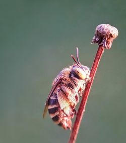 Close-up of butterfly on flower