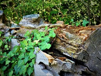 Close-up of leaves on wood in forest