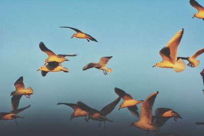 Flock of birds flying over sea