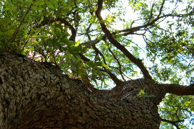 Low angle view of tree