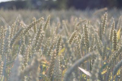 Close-up of flowers growing in field