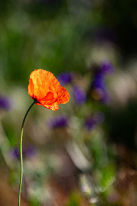 Close-up of orange flower against blurred background