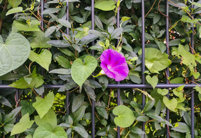 High angle view of purple iris blooming outdoors