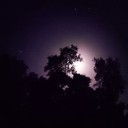 Low angle view of silhouette trees against sky at night