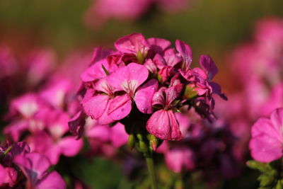 Close-up of pink flowering plant