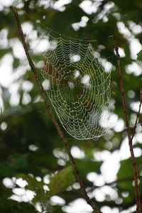 spider web
