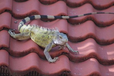 Close-up of lizard