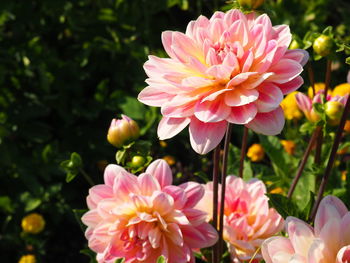 Close-up of pink flowering plants