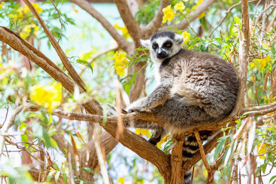Portrait of lemur on tree