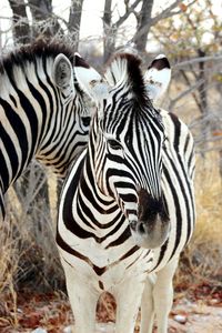 Zebras standing on field