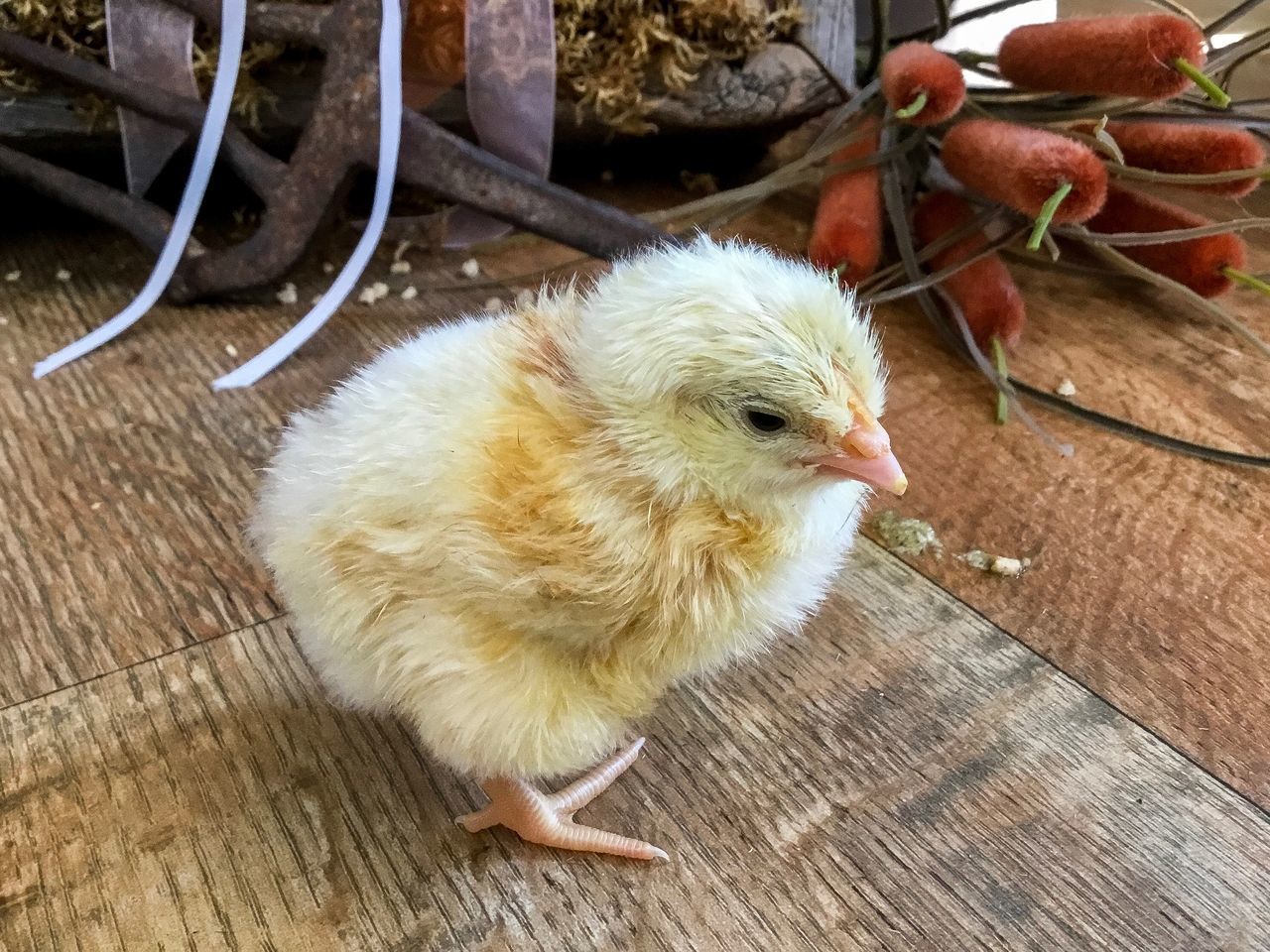 HIGH ANGLE VIEW OF A BIRD ON WOODEN FLOOR