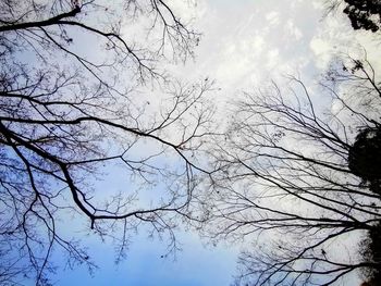 Low angle view of bare tree against sky