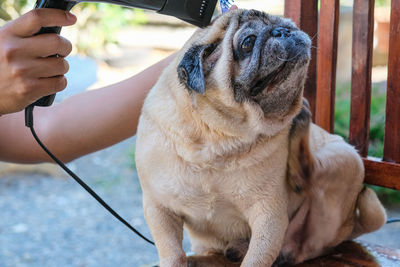 Close-up of hand holding small dog