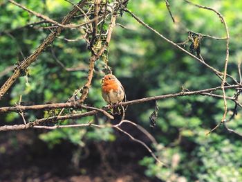 Bird perching on branch