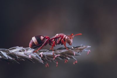 Paper wasp