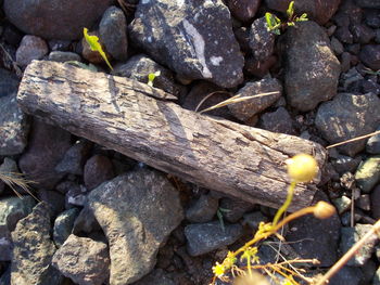 Close-up of plant