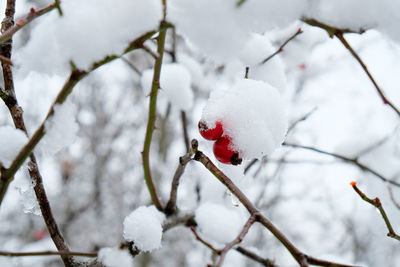 Close-up of snow on tree branch during winter