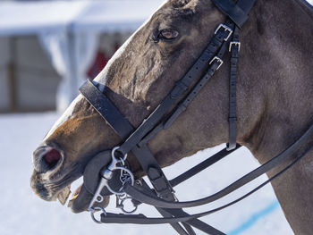 Horse with a snowy landscape in background