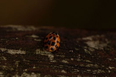 Close-up of ladybug on leaf