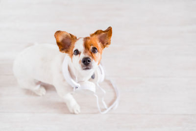 Cute jack russell dog listening to music on headset at home