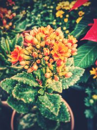 Close-up of flowers