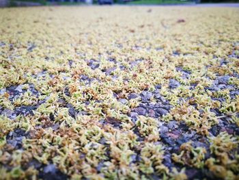 Close-up of pebbles on land