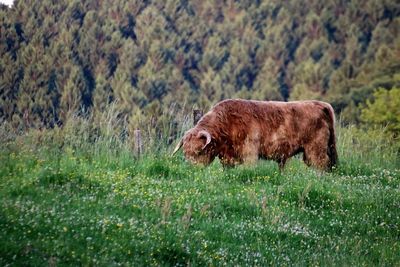 Horse on grass