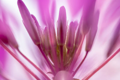 Close-up of pink flower