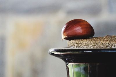 Close-up of a snail on metal wall