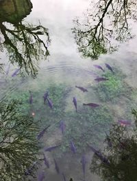 High angle view of ducks swimming on lake