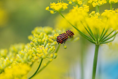 Close-up of butterfly pollinating on yellow flower