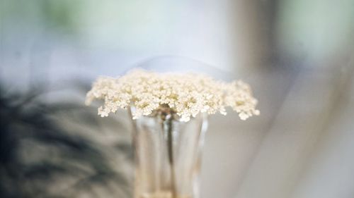 Close-up of flowers