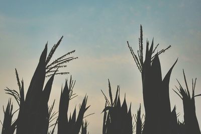 Low angle view of plants against sky at sunset