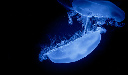 Close-up of jellyfish swimming in aquarium