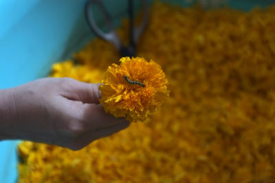 Cropped hand of person holding yellow flower with worm