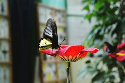 Close-up of butterfly on flower