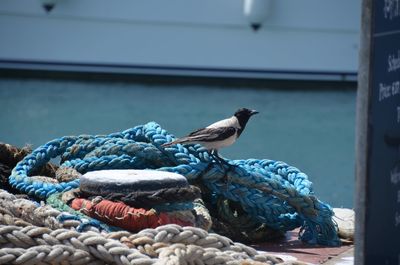Bird perching on railing