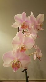 Close-up of pink flowers